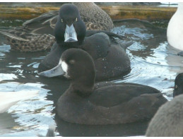 New Zealand Scaup