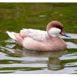 Apricot Bahama Pintail