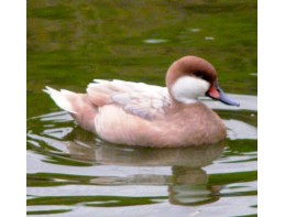 Apricot Bahama Pintail