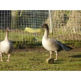 Pink Footed Geese
