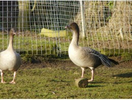 Pink Footed Geese