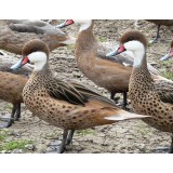 Bahama Pintail