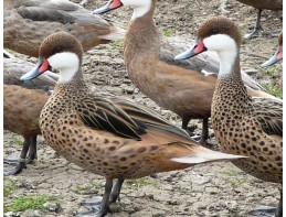 Bahama Pintail