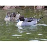 Northern Pintail