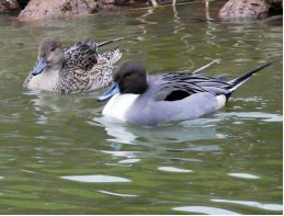 Northern Pintail