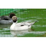 Silver Northern Pintail