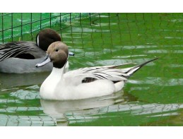 Silver Northern Pintail