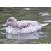 Silver Northern Pintail