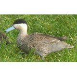 Puna Teal