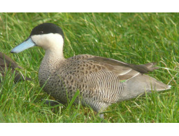 Puna Teal