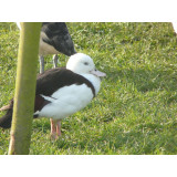 Radjah Shelducks