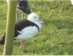 Radjah Shelducks