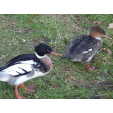 Red Breasted Merganser