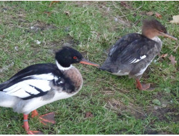 Red Breasted Merganser