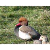 Red Crested Pochard