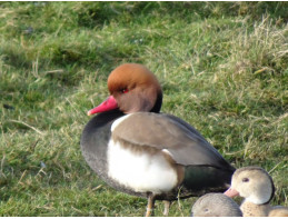 Red Crested Pochard