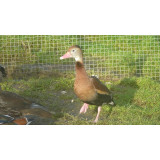 Northern Red Billed Whistling Ducks