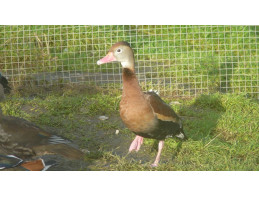 Northern Red Billed Whistling Ducks