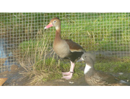 Southern Red Billed Whistling Ducks