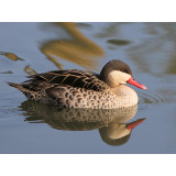 Red Billed Pintail