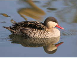 Red Billed Pintail