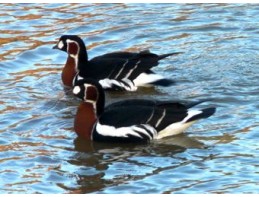 Red Breasted Geese