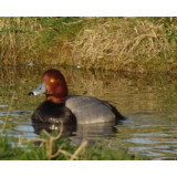 Red Headed Pochard