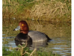 Red Headed Pochard