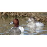 Silver Red Headed Pochard