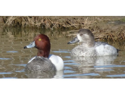 Silver Red Headed Pochard