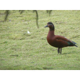 Red Ruddy Shelducks