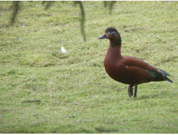 Red Ruddy Shelducks