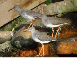 Redshank