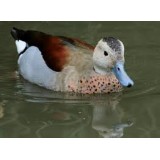 Ringed Teal 