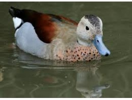 Ringed Teal 