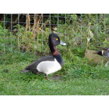 Ring Necked Duck