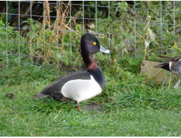 Ring Necked Duck