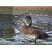 Ring Necked Duck