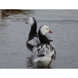 Blue Phase Ross Snow Geese