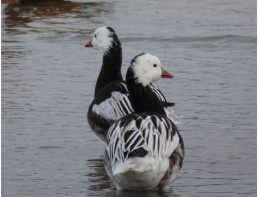 Blue Phase Ross Snow Geese