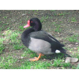 Rosybill Pochard