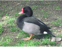 Rosybill Pochard