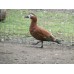 Red Ruddy Shelducks