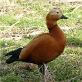 Ruddy Shelducks