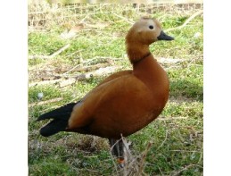 Ruddy Shelducks