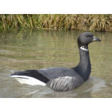 Russian Brent Geese