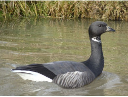 Russian Brent Geese