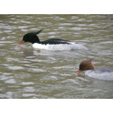 Chinese Merganser