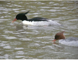 Chinese Merganser