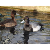 Lesser Scaup